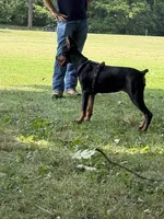 Ursa, a female Doberman Pinscher for sale in Huntsburg, OH – 3 of 5