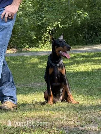 Ursa – Doberman Pinscher puppy for sale in Huntsburg, OH