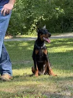 Ursa, a female Doberman Pinscher for sale in Huntsburg, OH – 1 of 5