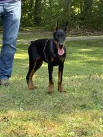 Ursa, a female Doberman Pinscher for sale in Huntsburg, OH – 5 of 5