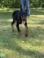 Ursa, a female Doberman Pinscher for sale in Huntsburg, OH – 4 of 5