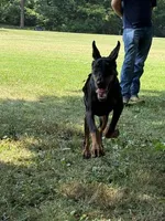 Ursa, a female Doberman Pinscher for sale in Huntsburg, OH – 2 of 5