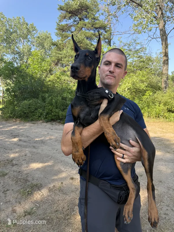 Ursa – Doberman Pinscher puppy for sale in Huntsburg, OH