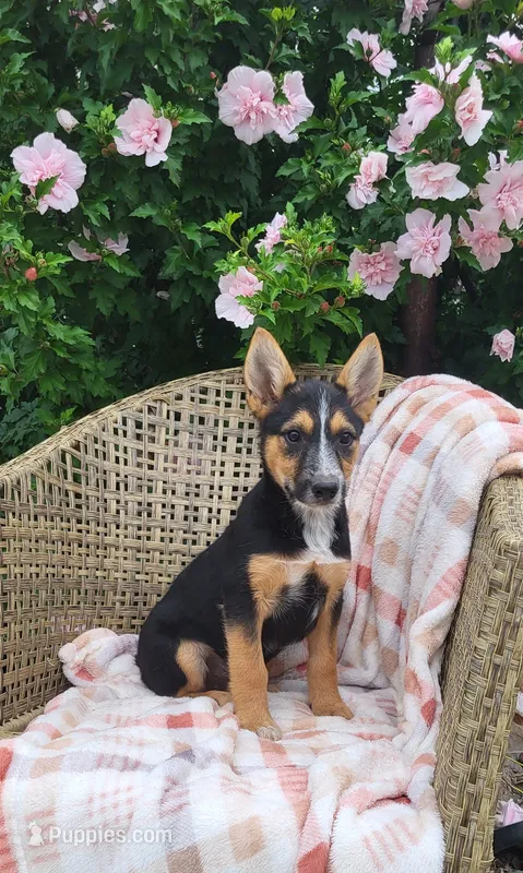 Max  – Airedale Terrier, German Shepherd Dog puppy for sale in Osage Beach, MO
