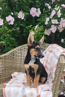 Max , a female Airedale Terrier and German Shepherd Dog for sale in Osage Beach, MO – 2 of 3