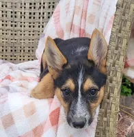 Max , a female Airedale Terrier and German Shepherd Dog for sale in Osage Beach, MO – 3 of 3