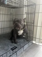 Cash , a male French Bulldog for sale in Las Vegas, NV – 5 of 6