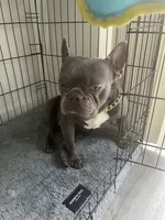 Cash , a male French Bulldog for sale in Las Vegas, NV – 3 of 6