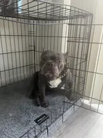 Cash , a male French Bulldog for sale in Las Vegas, NV – 2 of 6