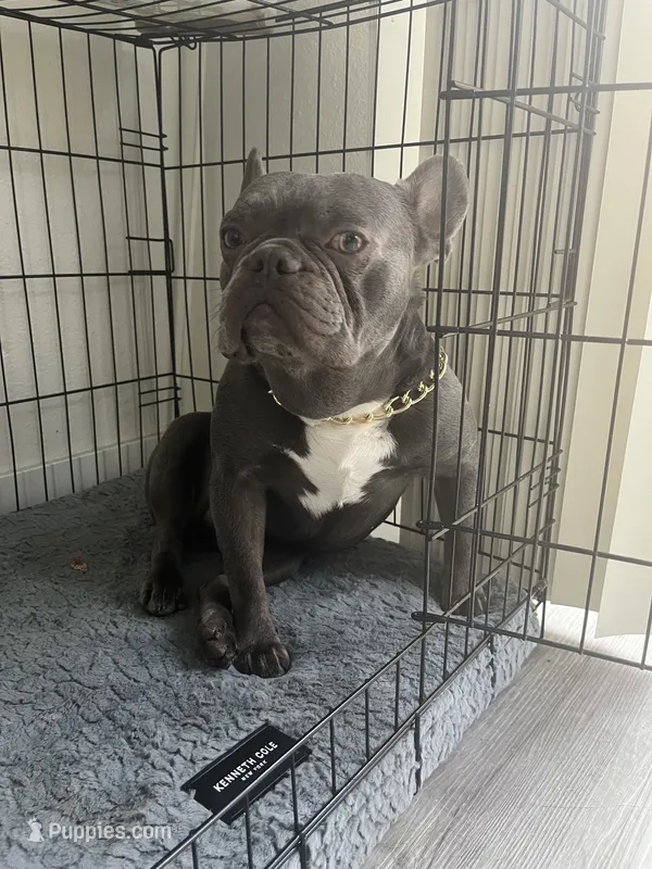 Cash  – French Bulldog puppy for sale in Las Vegas, NV