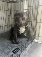 Cash , a male French Bulldog for sale in Las Vegas, NV – 1 of 6