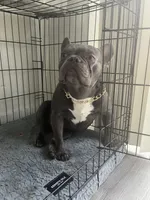 Cash , a male French Bulldog for sale in Las Vegas, NV – 6 of 6