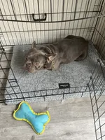 Cash , a male French Bulldog for sale in Las Vegas, NV – 4 of 6