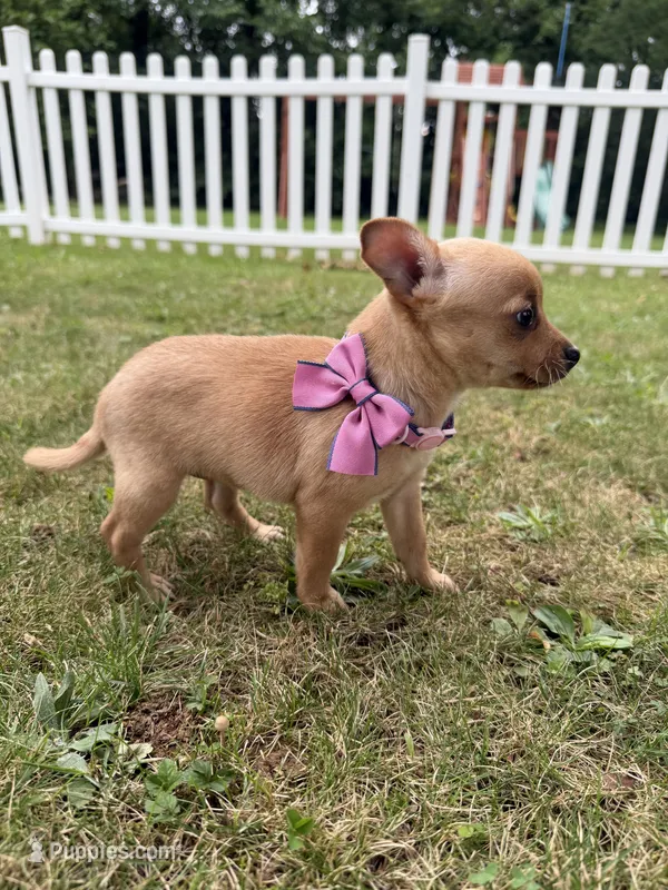 Luna – Chihuahua puppy for sale in Winchester, VA