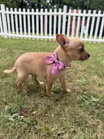 Luna, a female Chihuahua for sale in Winchester, VA – 1 of 5