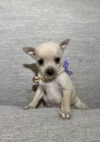 Bella, a female Chihuahua for sale in Winchester, VA – 3 of 7