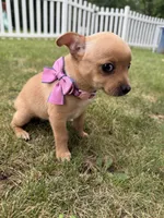 Luna, a female Chihuahua for sale in Winchester, VA – 4 of 5