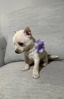 Bella, a female Chihuahua for sale in Winchester, VA – 4 of 7