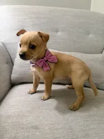 Luna, a female Chihuahua for sale in Winchester, VA – 2 of 5