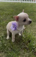 Bella, a female Chihuahua for sale in Winchester, VA – 2 of 7