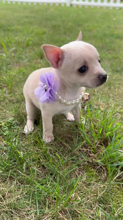 Bella, a female Chihuahua for sale in Winchester, VA – 6 of 7