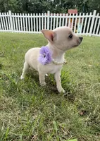 Bella, a female Chihuahua for sale in Winchester, VA – 5 of 7