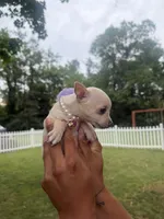 Bella, a female Chihuahua for sale in Winchester, VA – 7 of 7