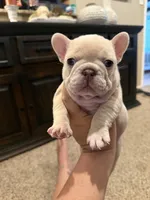 Maci, a female French Bulldog for sale in Burleson, TX – 2 of 5