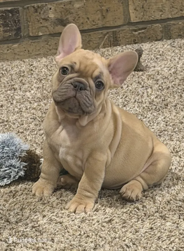 Beau – French Bulldog puppy for sale in Burleson, TX