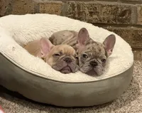 Dani, a female French Bulldog for sale in Burleson, TX – 2 of 6