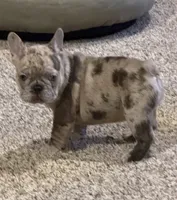 Dani, a female French Bulldog for sale in Burleson, TX – 6 of 6