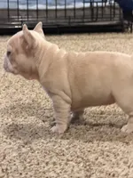 Maci, a female French Bulldog for sale in Burleson, TX – 3 of 5