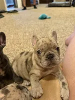 Dani, a female French Bulldog for sale in Burleson, TX – 1 of 3