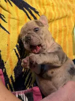 Dani, a female French Bulldog for sale in Burleson, TX – 2 of 3