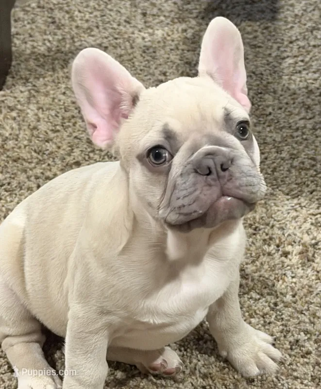 Koda – French Bulldog puppy for sale in Burleson, TX