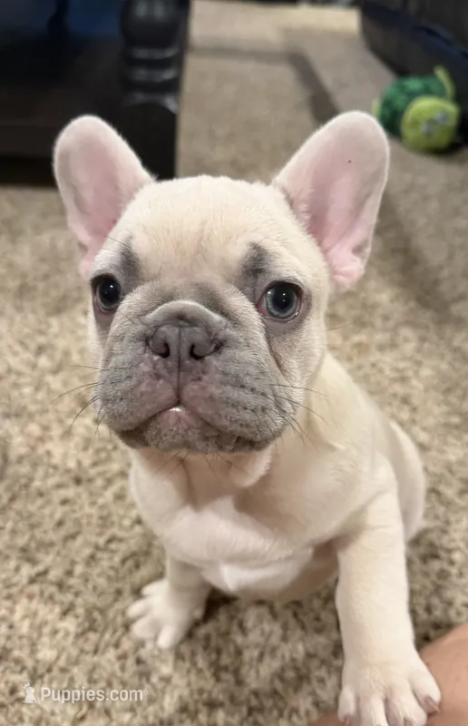 Koda – French Bulldog puppy for sale in Burleson, TX