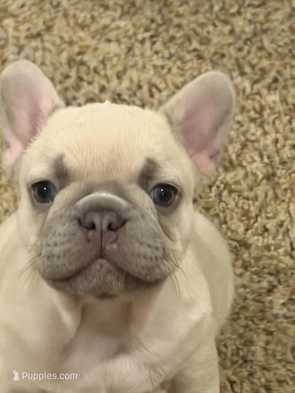 Koda – French Bulldog puppy for sale in Burleson, TX
