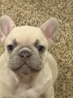 Koda, a male French Bulldog for sale in Burleson, TX – 3 of 6