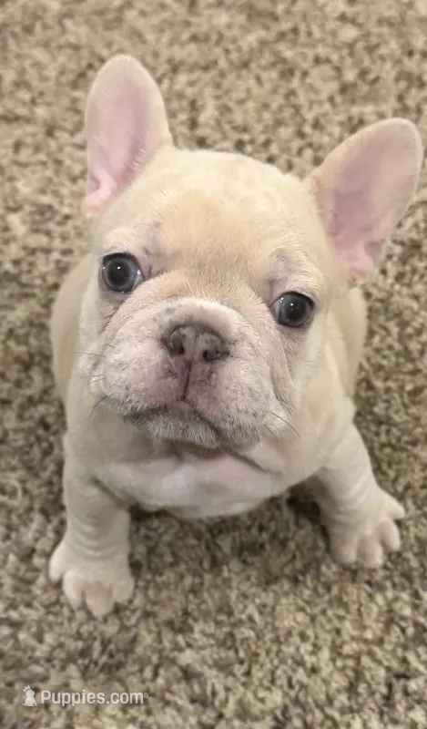 Maci – French Bulldog puppy for sale in Burleson, TX