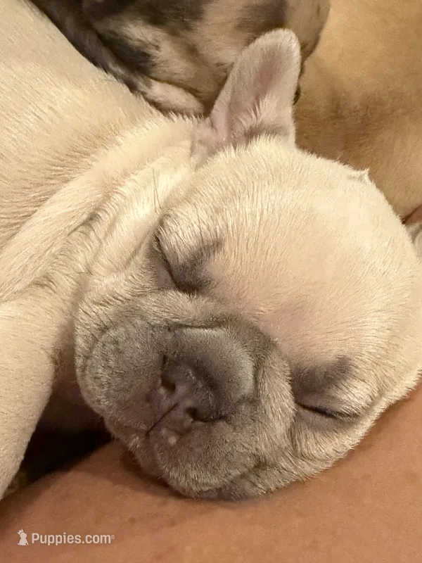 Koda – French Bulldog puppy for sale in Burleson, TX