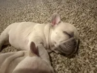 Koda, a male French Bulldog for sale in Burleson, TX – 2 of 3