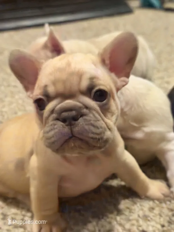 Beau – French Bulldog puppy for sale in Burleson, TX