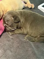 Monkey, a female French Bulldog for sale in Burleson, TX – 5 of 5