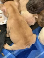 Beau, a male French Bulldog for sale in Burleson, TX – 3 of 4