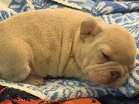 Maci, a female French Bulldog for sale in Burleson, TX – 4 of 5