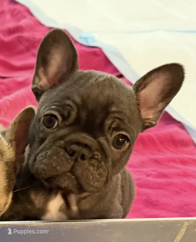Monkey – French Bulldog puppy for sale in Burleson, TX