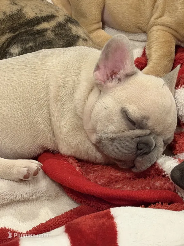 Koda – French Bulldog puppy for sale in Burleson, TX