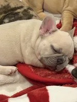 Koda, a male French Bulldog for sale in Burleson, TX – 2 of 6