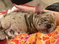 Dani, a female French Bulldog for sale in Burleson, TX – 3 of 6