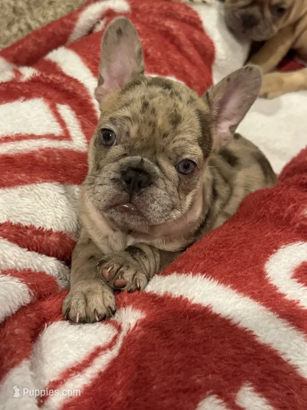 Dani – French Bulldog puppy for sale in Burleson, TX